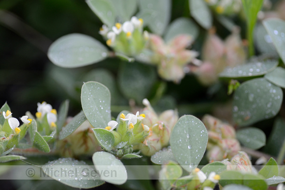 Tripodion tetraphyllum