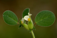 Annual Kidney Vetch; Tripodion tetraphyllum