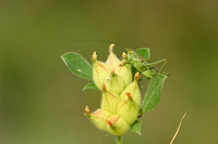 Annual Kidney Vetch; Tripodion tetraphyllum