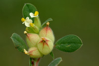 Annual Kidney Vetch; Tripodion tetraphyllum