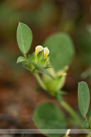 Annual Kidney Vetch; Tripodion tetraphyllum