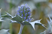 Blauwe zeedistel; Sea Holly; Eryngium maritimum