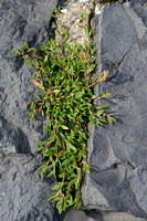 Zandvarkensgras - ray's Knotgrass - Polygonum oxyspermum subsp. raii