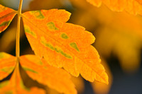Gele zeepboom - Golden-Rain Tree -  Koelreuteria paniculata