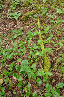 Gevlekte aronskelk; Lords-and-ladies; Arum maculatum;