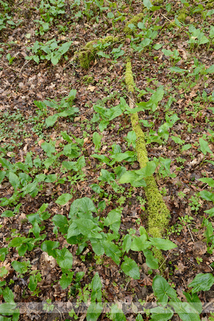 Gevlekte aronskelk; Lords-and-ladies; Arum maculatum;