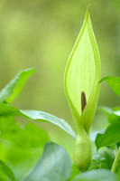 Gevlekte aronskelk; Lords-and-ladies; Arum maculatum