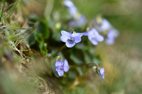 Hondsviooltje; Heath dog-violet; Viola canina