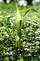 Gevlekte aronskelk; Lords-and-ladies; Arum maculatum