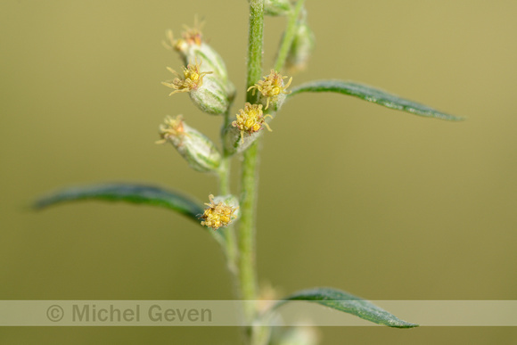 Bijvoet; Mugwort; Artemisia vulgaris