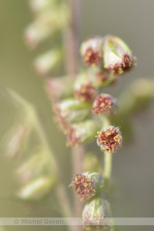 Bijvoet; Mugwort; Artemisia vulgaris