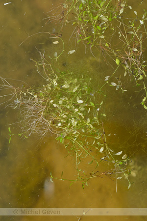 Klein glaskroos; Eight-stamened Waterwort; Elatine hydropiper