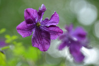 Italiaanse clematis - Purple clematis - Clematis citicella