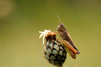Lokomotiefje -  Upland Field Grasshopper - Chrothippus apricarius