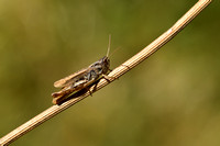 Locomotiefje; Locomotive Grasshopper; Chorthippus apricarius