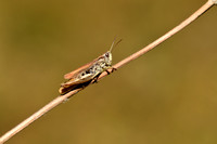 Locomotiefje; Locomotive Grasshopper; Chorthippus apricarius