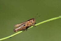 Lokomotiefje; Locomotive grasshopper; Chorthippus apricarius
