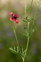 Stijfharige klaproos; Rough Poppy; Papaver hybridum