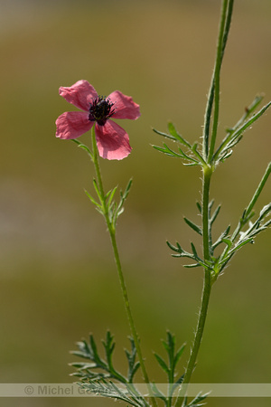 Stijfharige klaproos; Rough Poppy; Papaver hybridum