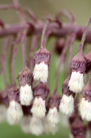 groot hoefblad; Butterbur; Petasites hybridus