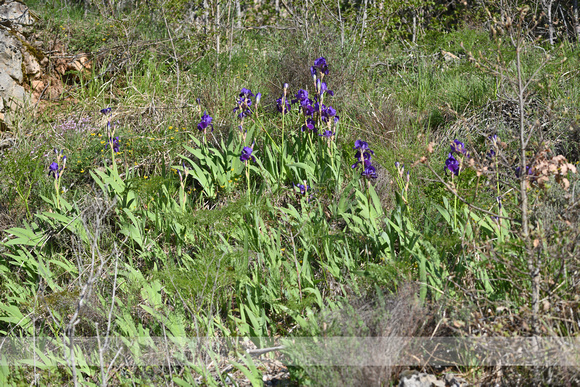 Iris germanica