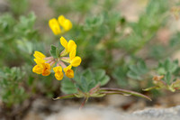 Lotus cytisoides; Lotier faux-cytise;