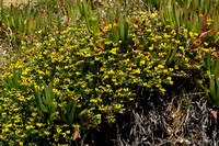 Lotus cytisoides