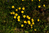 Zonneroosje; Helianthemum grandiflorum subsp. grandiflorum
