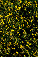 Zonneroosje; Helianthemum grandiflorum subsp. grandiflorum