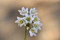 Allium fragrans