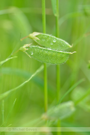 Ruige lathyrus; Hairy vetchling; Lathyrus hirsutus