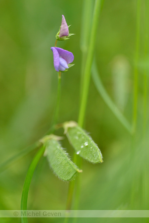 Ruige lathyrus; Hairy vetchling; Lathyrus hirsutus