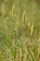 Duinfakkelgras - Koeleria albescens