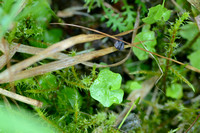 Klimopklokje - Ivy-leaved Bellflower - Wahlenbergia hederacea
