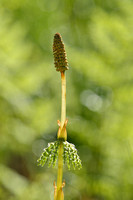 Bospaardenstaart; Wood Horsetail; Equisetum sylvaticum;