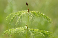 Bospaardenstaart - Wood Horsetail - Equisetum sylvaticum
