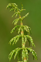 Bospaardenstaart; Wood horsetail; Equisetum sylvaticum