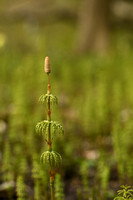 Bospaardenstaart; Wood horstetail; Equisetum sylvaticum