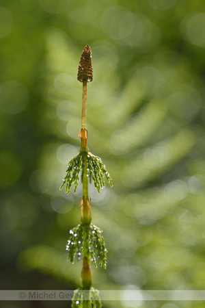 Bospaardenstaart; Wood Horsetail; Equisetum sylvaticum;