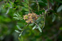 Mastic tree; Pistacia lentiscus