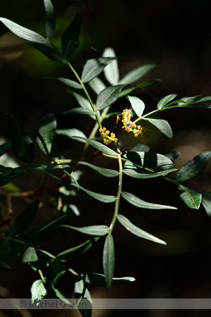 Mastiekboom; Mastic tree; Pistacia lentiscus