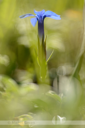 Gentiana delphinensis