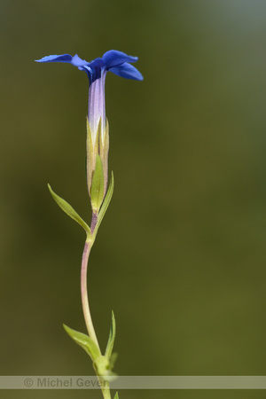 Gentiana delphinensis