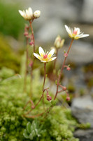 Gespikkelde Steenbreek; Mossy Saxifrage;  Saxifraga bryoides