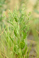 Winged pigweed; Cycloloma atriplicifolium