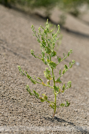 Winged Pigweed; Cycloloma atriplicifolium