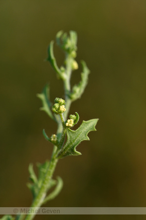 Winged Pigweed; Cycloloma atriplicifolium