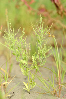 Winged pigweed; Cycloloma atriplicifolium