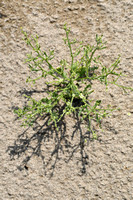 Winged Pigweed; Cycloloma atriplicifolium