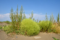 Winged Pigweed; Cycloloma atriplicifolium